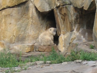 knut1.jpg