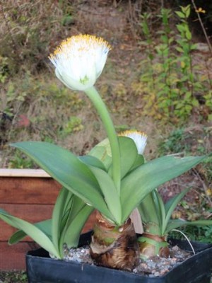 Kopie von Haemanthus_albiflos-01 (Small).JPG