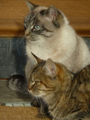 Silvio and best friend.jpg