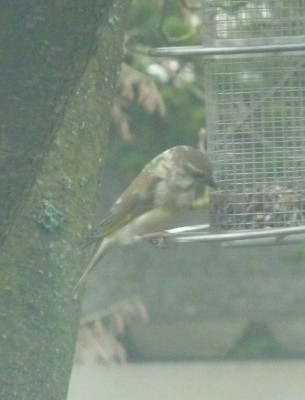 unbekannter Vogel2.jpg