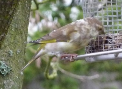unbekannter Vogel.jpg