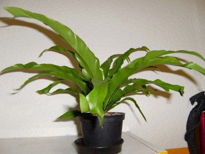 Hirschzungenfarn1 a.jpg