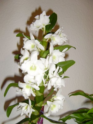 Dendrobium nobile a.jpg