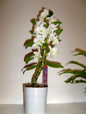 Dendrobium nobile.jpg