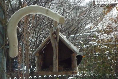 Amsel in Verteidigungsposition.JPG