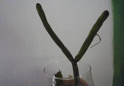 Rhipsalis megalantha.JPG