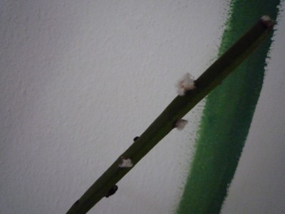 Rhip. grandiflora2.JPG