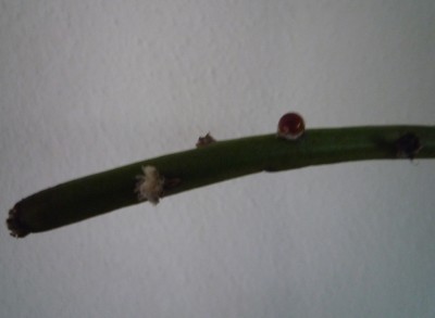 Rhip. grandiflora1.JPG