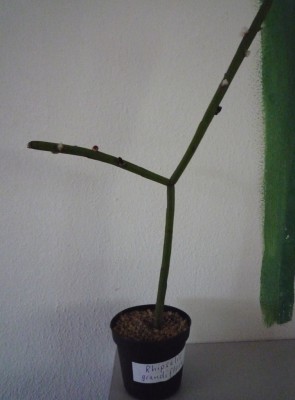 Rhipsalis grandiflora.JPG