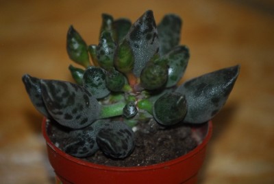 andromischus 004yy.jpg