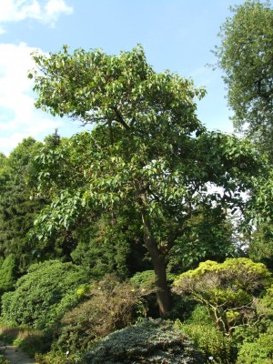 DSCF0310.JPG