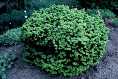 2275-Balsam-Tanne.jpg