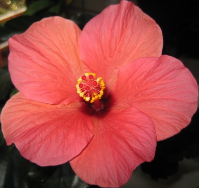 20101124_0001_2.JPG