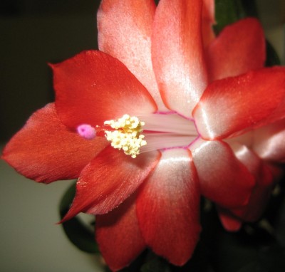 20101124_0001_1.JPG
