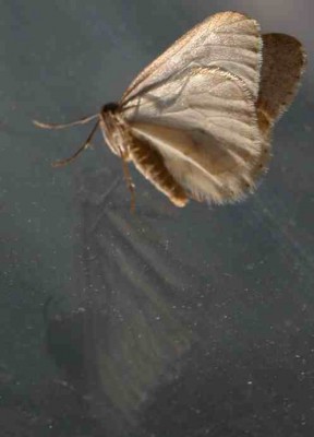 Frostspanner-Operophtera-brumata-3.JPG
