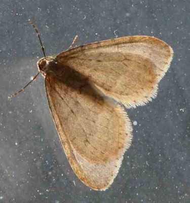 Frostspanner-Operophtera-brumata-2.JPG