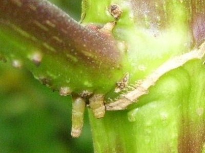 DSCI0019 - Kopie.JPG