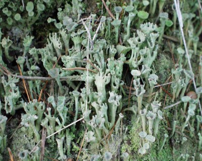 Cladonia fimbriata.jpg