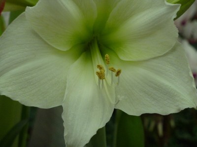 Schnitt- Amaryllis.jpg