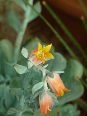 Echeveria drei Blüten.jpg