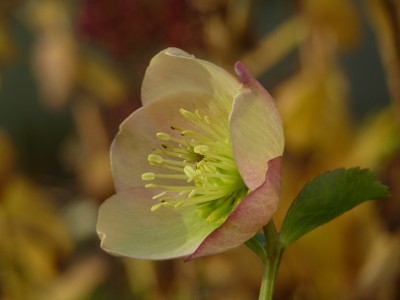 orientalische Helleborus.jpg