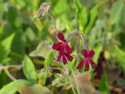 Pelargonium sidioides.jpg