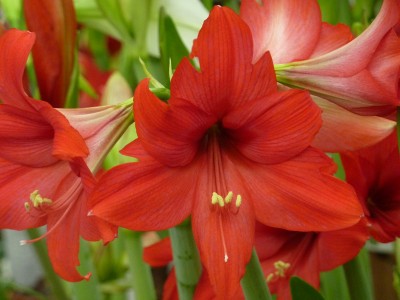 Hippeastrum.jpg