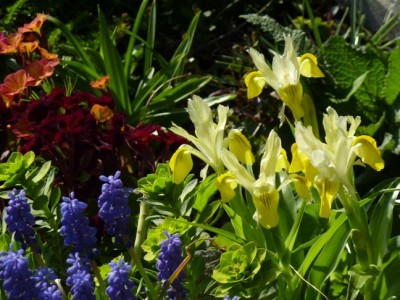 Iris_bucharica_Muscari_Primula1.jpg