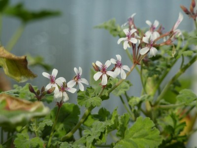 buntlaubigs x fragrans.jpg