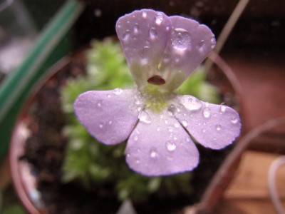 piguicula-esseriana-26-11-2010.JPG