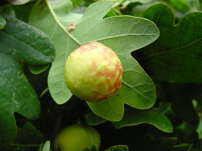 gallapfel.jpg