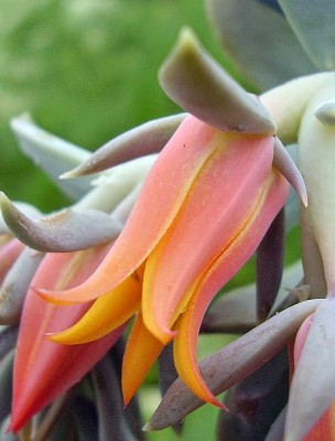Echeveria runyonii (7).jpg