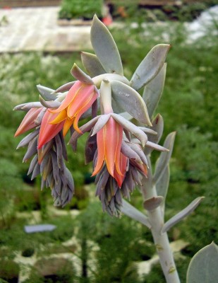 Echeveria runyonii (6).jpg
