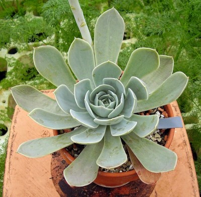 Echeveria runyonii (4).jpg