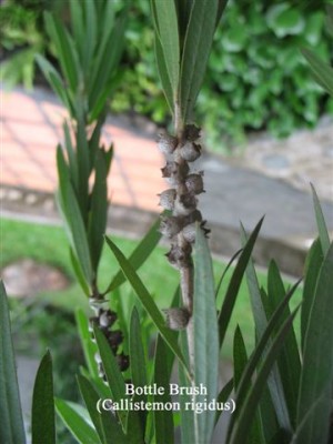Fruchtkapseln von Callistemon rigidus.jpg