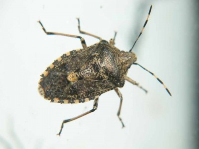 Graue-Gartenwanze-Rhaphigaster-nebulosa-2.JPG