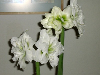 IMG_0005.JPG