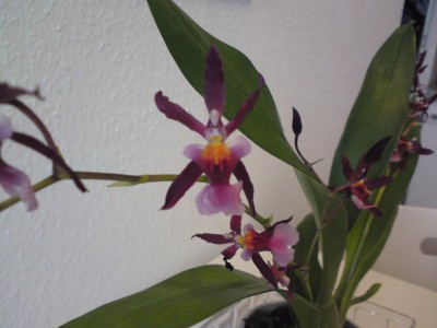orchidee2.JPG
