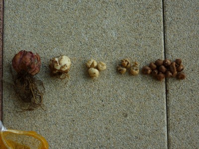 Zwiebel- Rätsel.jpg