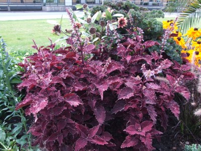DSCF0121.JPG