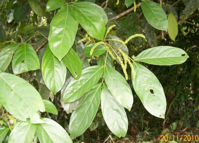 35. Unbekannter Baum, 102_1101.JPG