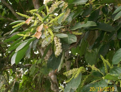 35. Unbekannter Baum, 102_1099.JPG