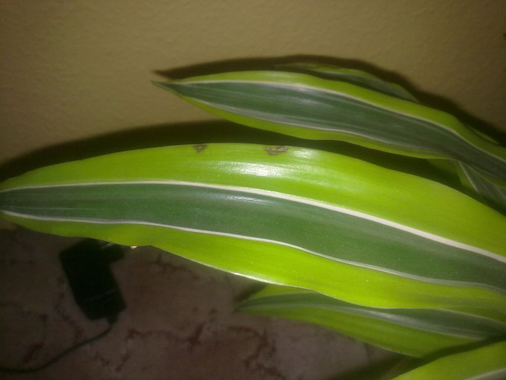dracena fragrans Dracaena 'Cintho' staggered cane 10