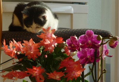 Feeby mit Schlumbergera Rio Brazil und Phalenopsis Harlequin Hybrid.jpg