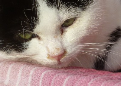 Feeby Katzenschnupfen.jpg