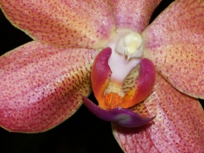 Orchideensammlung_2.jpg
