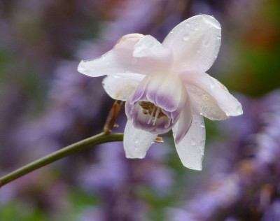 Anemonopsis Wassertropfen.jpg