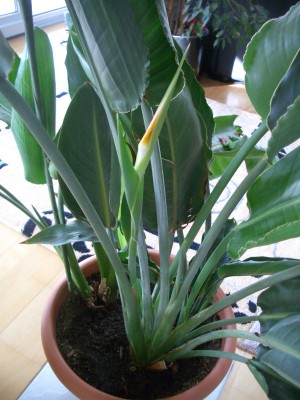 Strelitzia  reginae.JPG