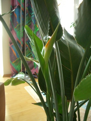 strelitzia reginae 1.JPG