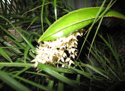Blüte 001.JPG